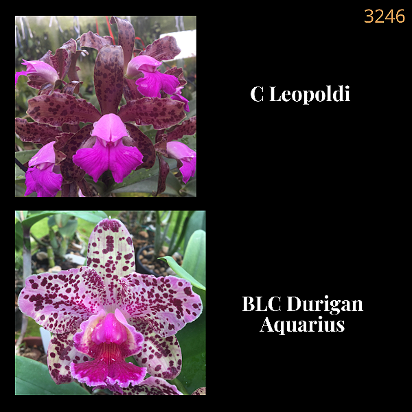 Cattleya Leopoldi x Durigan Aquarius (3246)