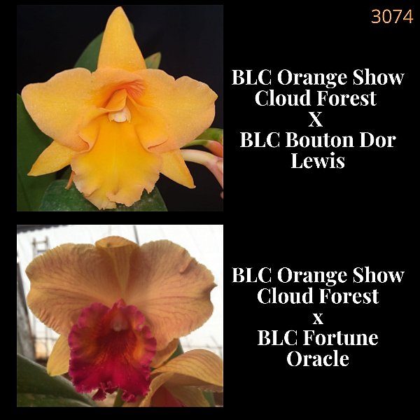 Orange Show Cloud Forest X Bouton Dor Lewis (3074)