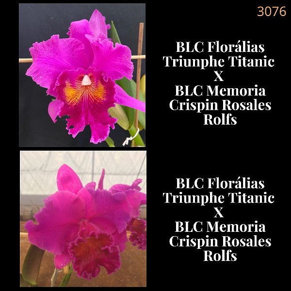 Florálias Triunphe Titanic x Memoria Crispin Rosales Rolfs (3076)