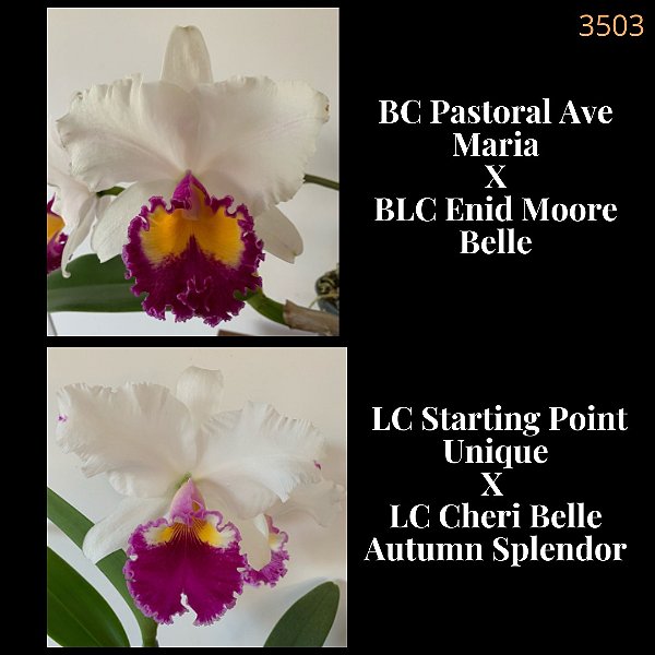 Pastoral Ave Maria X Starting Point Unique (3503)