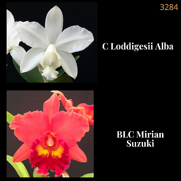 Loddigesii Alba X Mirian Suzuki (3284)