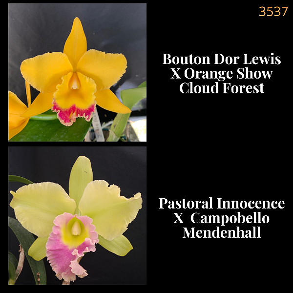 Bouton Dor Lewis X Pastoral Innocence (3537)