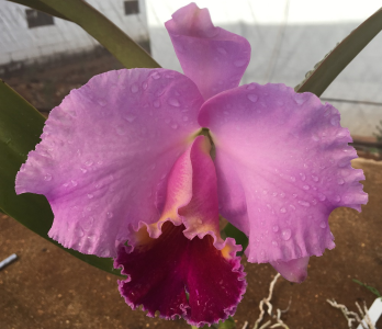 Cattleya LC Drumbet San Gabriel X LC Culminant La Tuilerie (S-130) - pré adulta