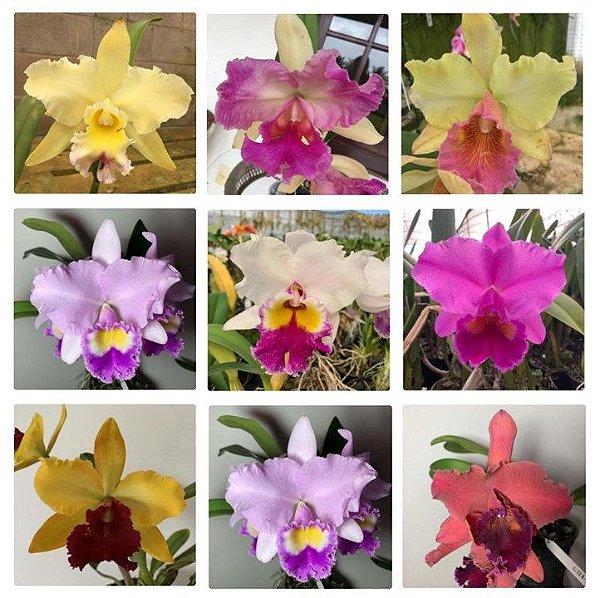 Cattleya Identificada Adulta