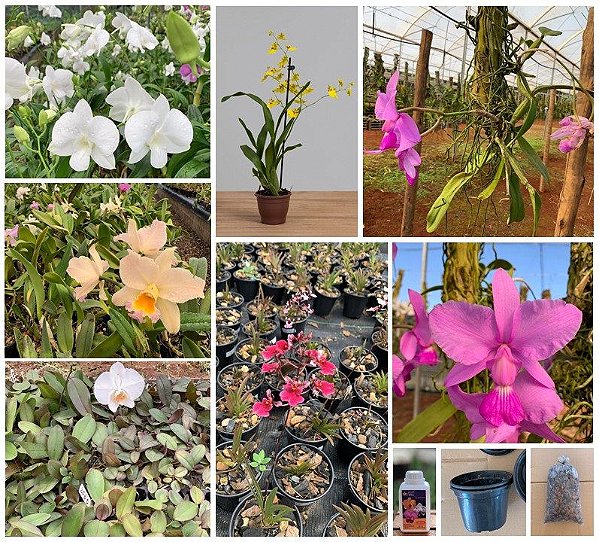 KIT "Comece Seu Orquidário!"