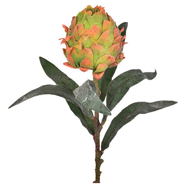 Protea Flocada Verde