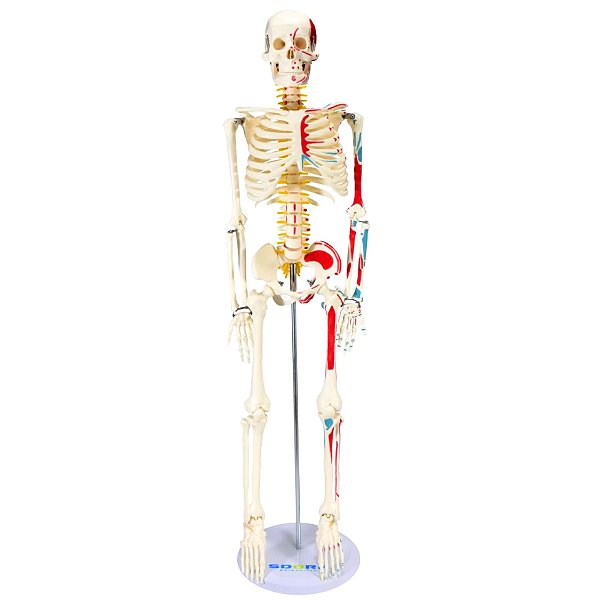 ESQUELETO HUMANO 85 CM C/ ORIGENS E INSERÇÕES MUSCULARES