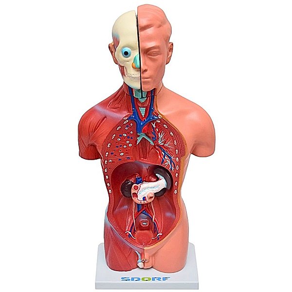 TORSO HUMANO MASCULINO DE 42 CM C/ 13 PARTES - SD5023 -SDORF