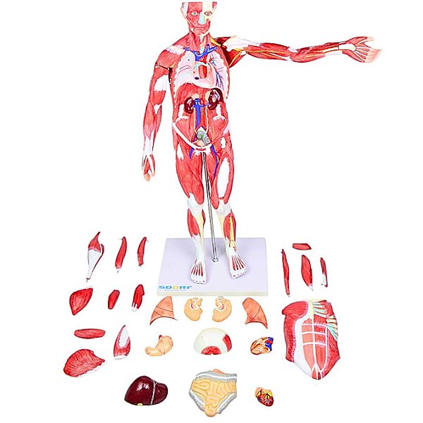 FIGURA MUSCULAR ASSEXUADA 80CM C/ ÓRGÃOS INTERNOS-30 PARTES