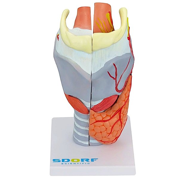 LARINGE HUMANA AMPLIADA C/ CARTILAGEM EM 5 PARTES - SD5041/C
