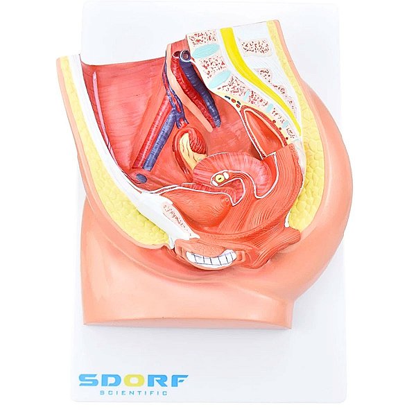 PELVE FEMININA C/ SECÇÃO EM 2 PARTES - SD5057/B - SDORF