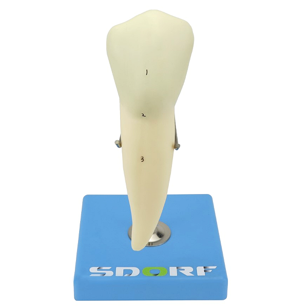 DENTE PRÉ-MOLAR INFERIOR C/ RAIZ ÚNICA, 8X O TAMANHO REAL