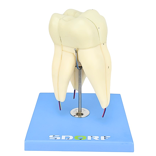 DENTE MOLAR SUPERIOR C/ RAIZ TRIPLA EM 3 PARTES, 8X O TAM. REAL