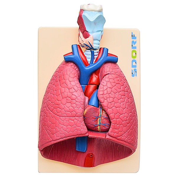 SISTEMA RESPIRATÓRIO EM 7 PARTES - SD5062 - SDORF