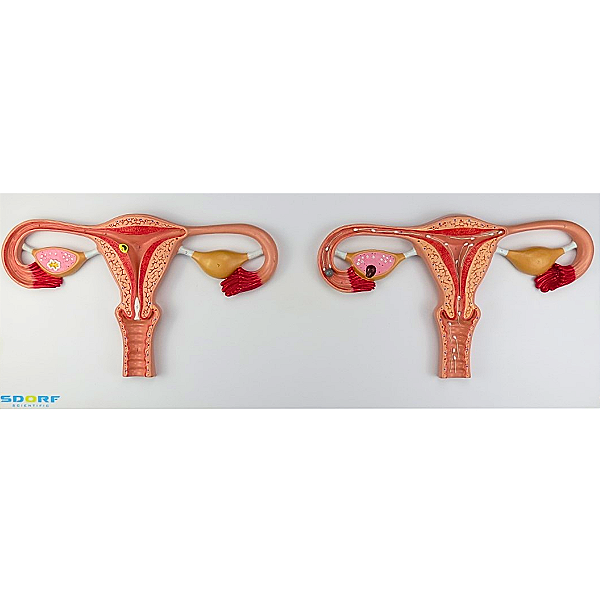 PROCESSO DE FERTILIZAÇÃO - SD5084 - SDORF