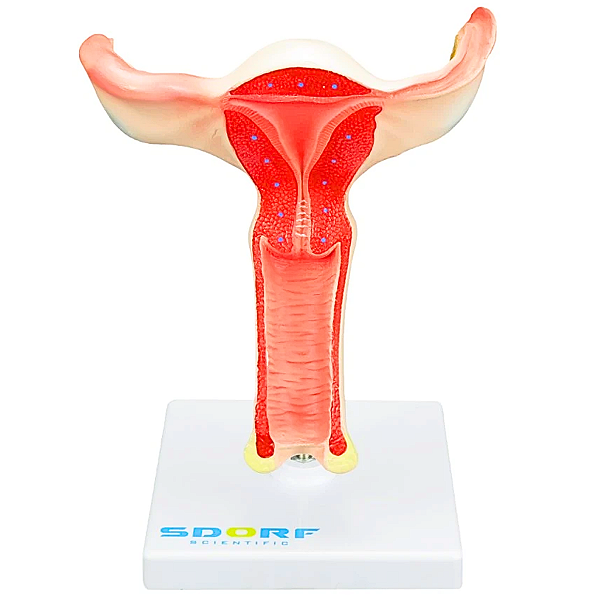 VAGINA COM ÚTERO EM TAMANHO REAL - SD5090 - SDORF