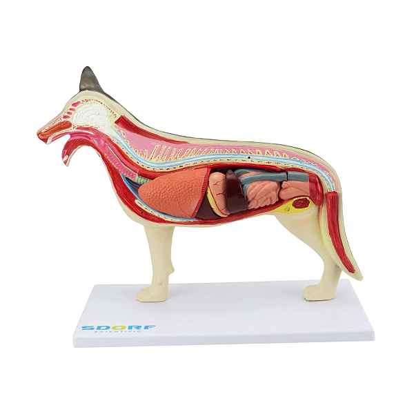 ANATOMIA DO CACHORRO EM 10 PARTES - SD9400 - SDORF