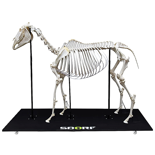 ESQUELETO NATURAL ARTICULADO DE EQUINO  - SD7400 - SDORF