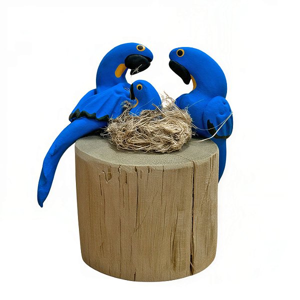 Casal de Arara Azul com Filhote - Olinda - MS