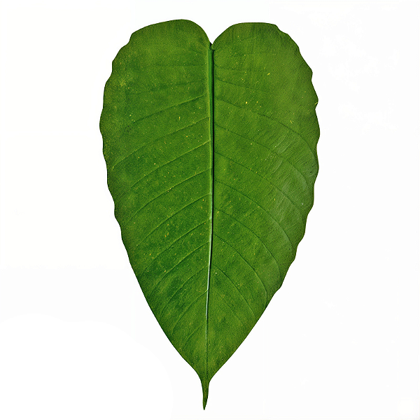 Folha em Látex M Abiu Verde - Kazumbá - AC