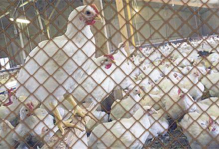 Rede de proteção para AVES - AVICULTURA (Granja)