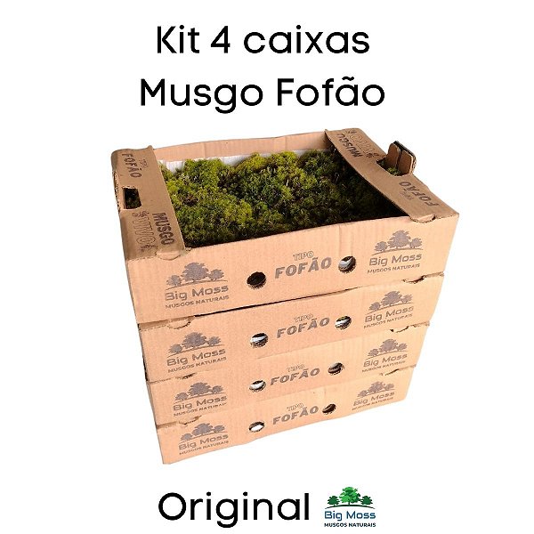 Musgo Fofão Kit 4 Caixas