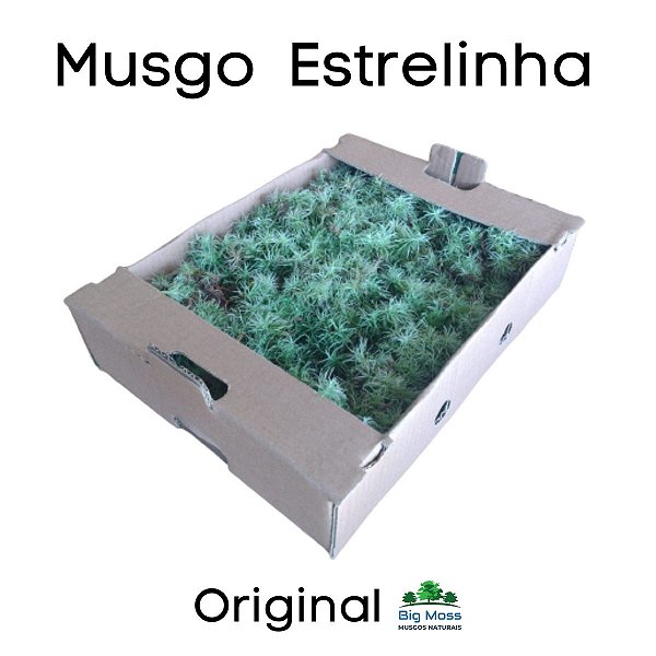 Musgo Estrelinha