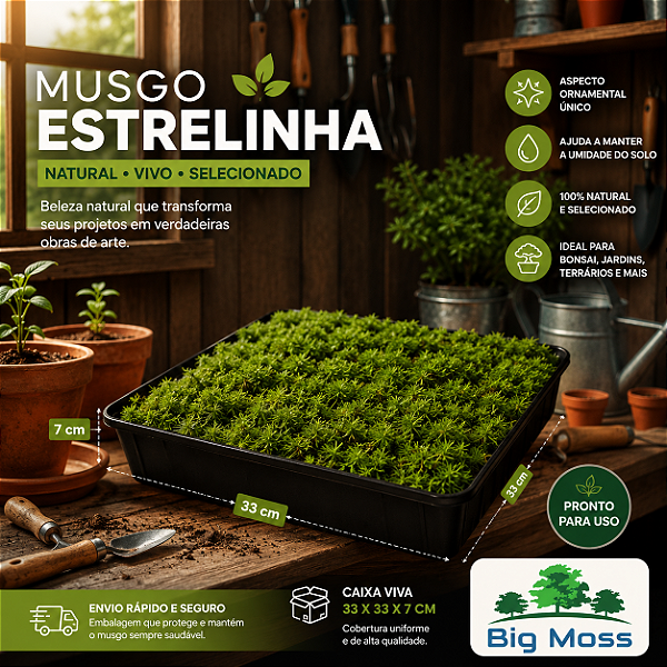 Musgo Estrelinha Vivo Natural Big Moss – Bandeja 33x33x7cm