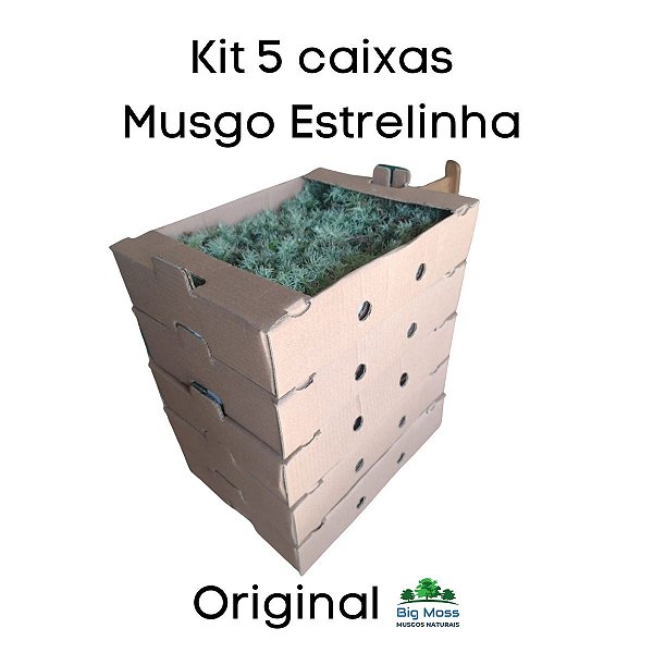Musgo Estrelinha Kit 5 Caixas