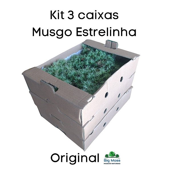 Musgo Estrelinha Kit 3 Caixas