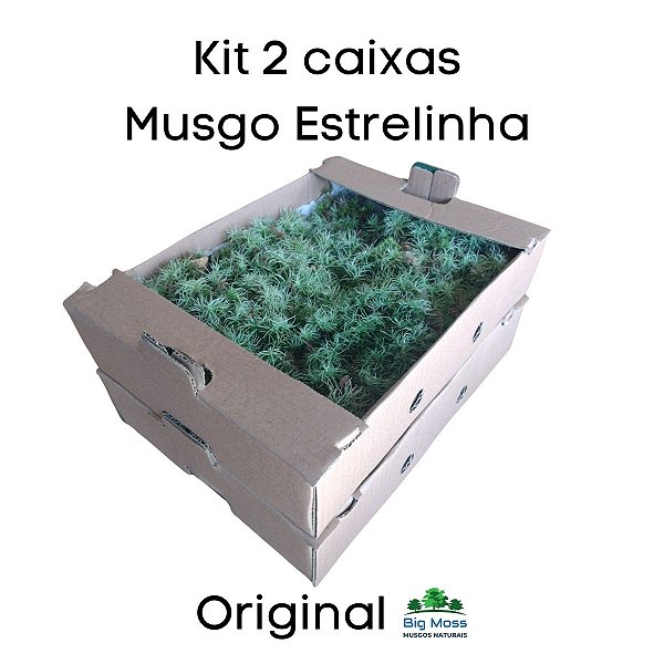 Musgo Estrelinha Kit 2 Caixas