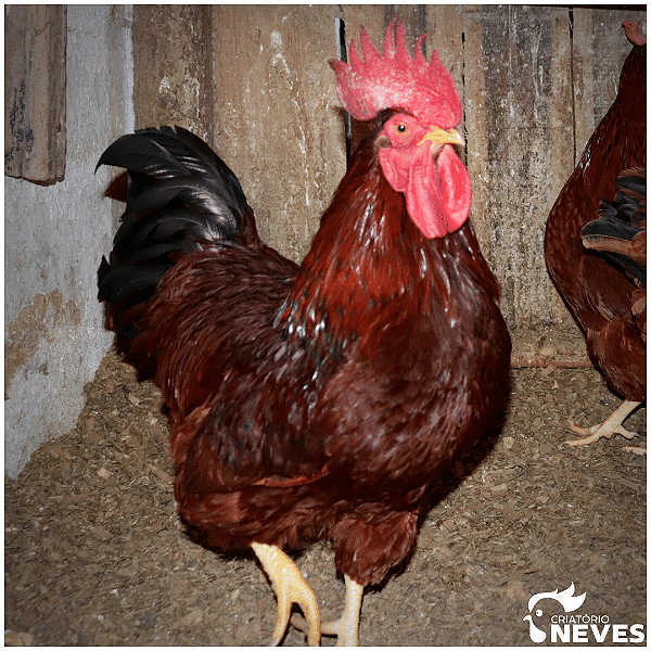 Rhode Island Red - Ovos férteis (1dz)