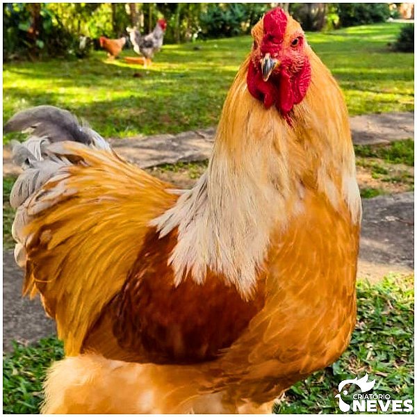 Brahma - Ovos férteis (1dz) - (White/Light/Dark/Buff/Lemon/Perdiz)