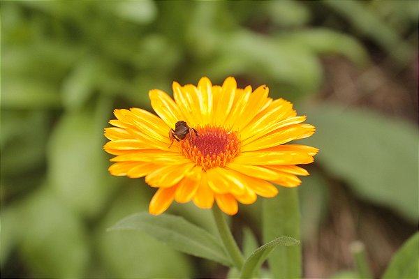 Erva desidratada flores de Calêndula 15g