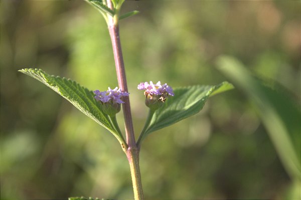 Erva desidratada Erva cidreira 15g
