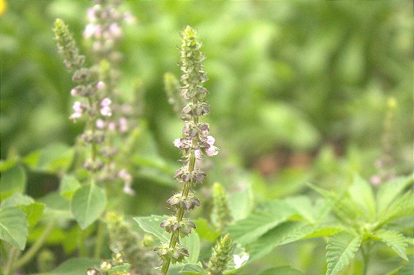 Erva desidratada Manjericão tulsi 15g