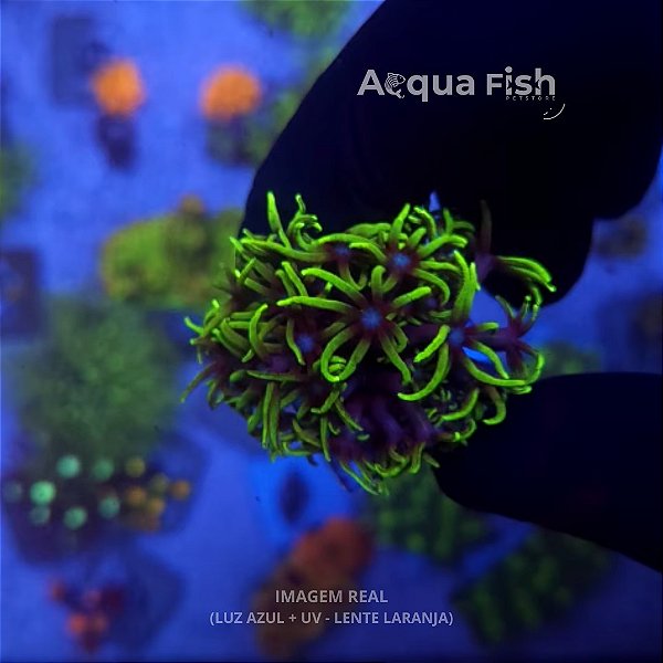 Green Star Pólipo (GSP)