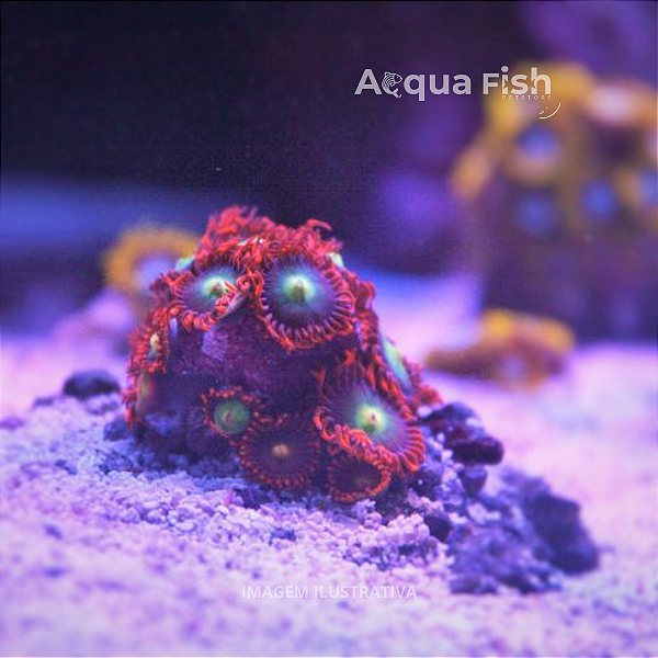 Zoanthus Tequila Sunrise