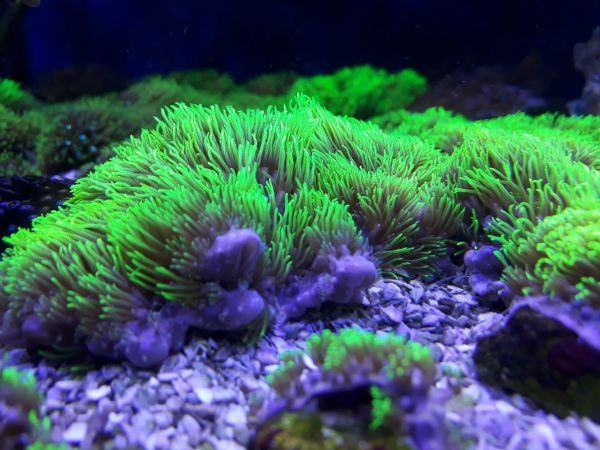 Carpet Green