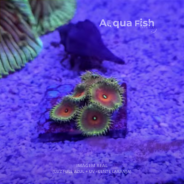 Palythoa Capitão América