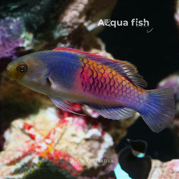 Wrasse Blue Side