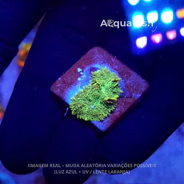 Mush Green Tonga