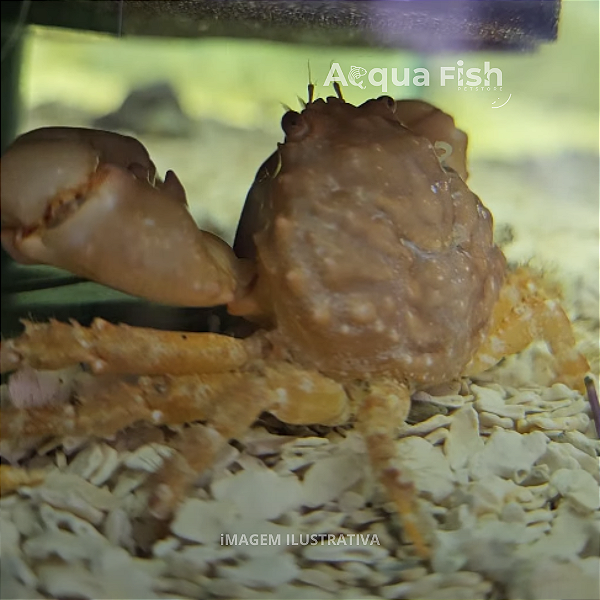 Caranguejo Mitrax