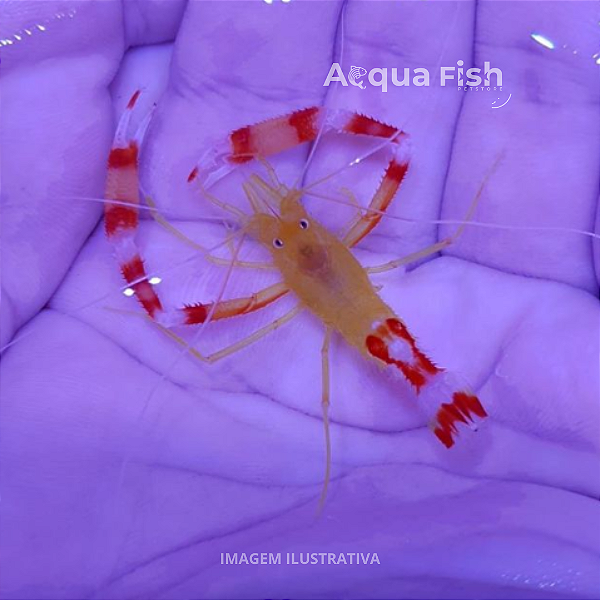 Camarão Stenopus Gold