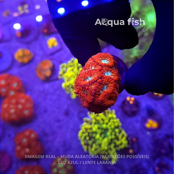 Blastomussa Merletti