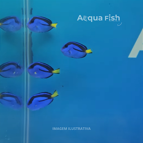 Hepatus Blue Tang (Dory)