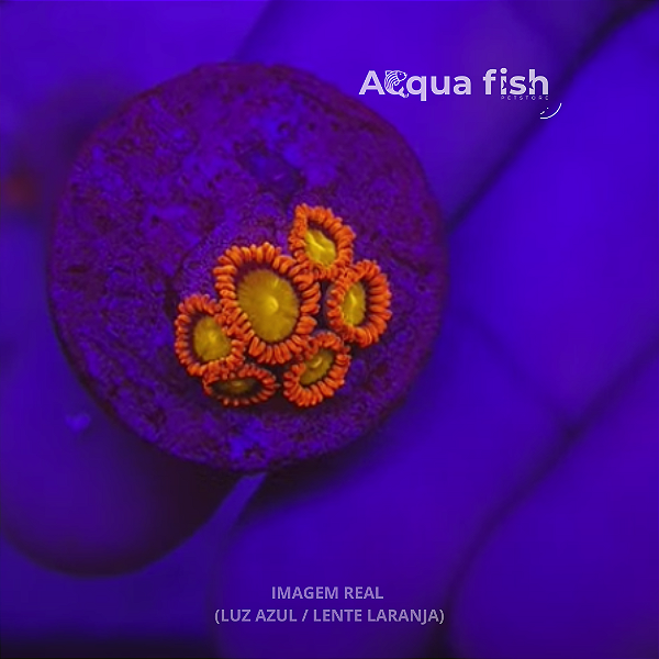 Zoanthus Orange Mandarim