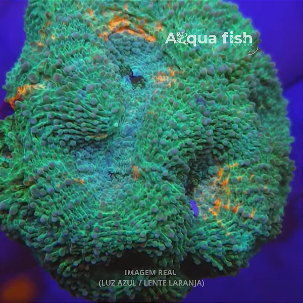 Acanthastrea Echinata Green A