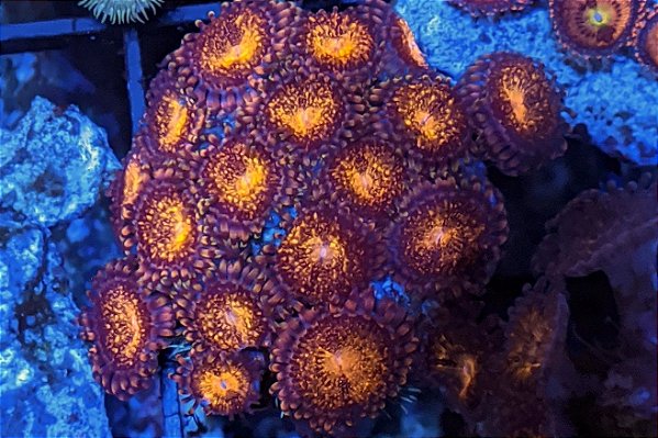 Palythoa Pandora