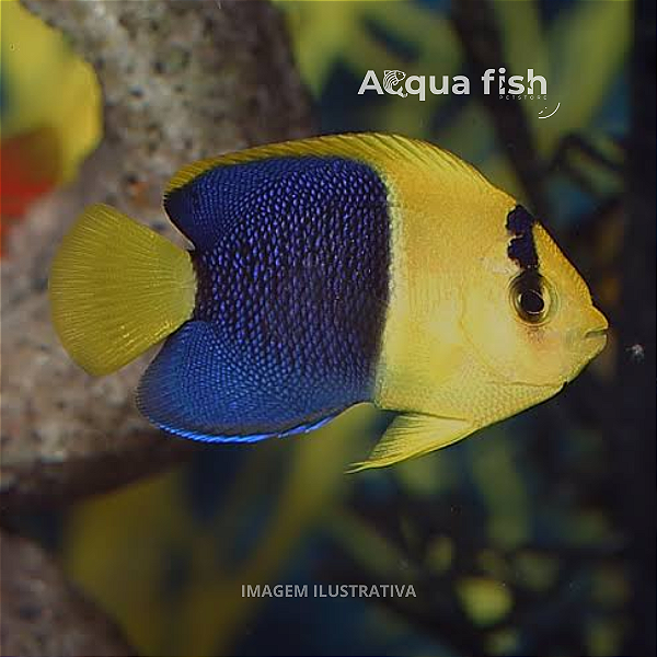 Bicolor Angelfish